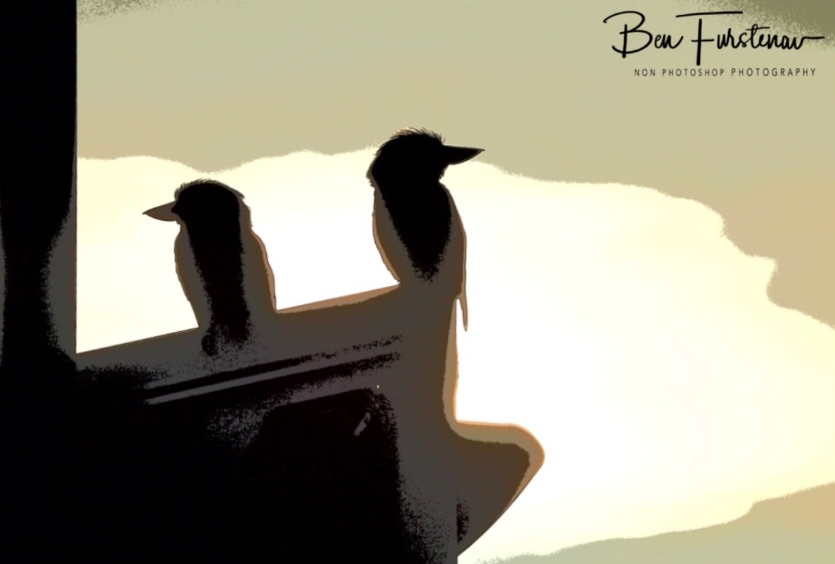 Kookaburra sunrise at Evans Head, Northern New South Wales, Australia 