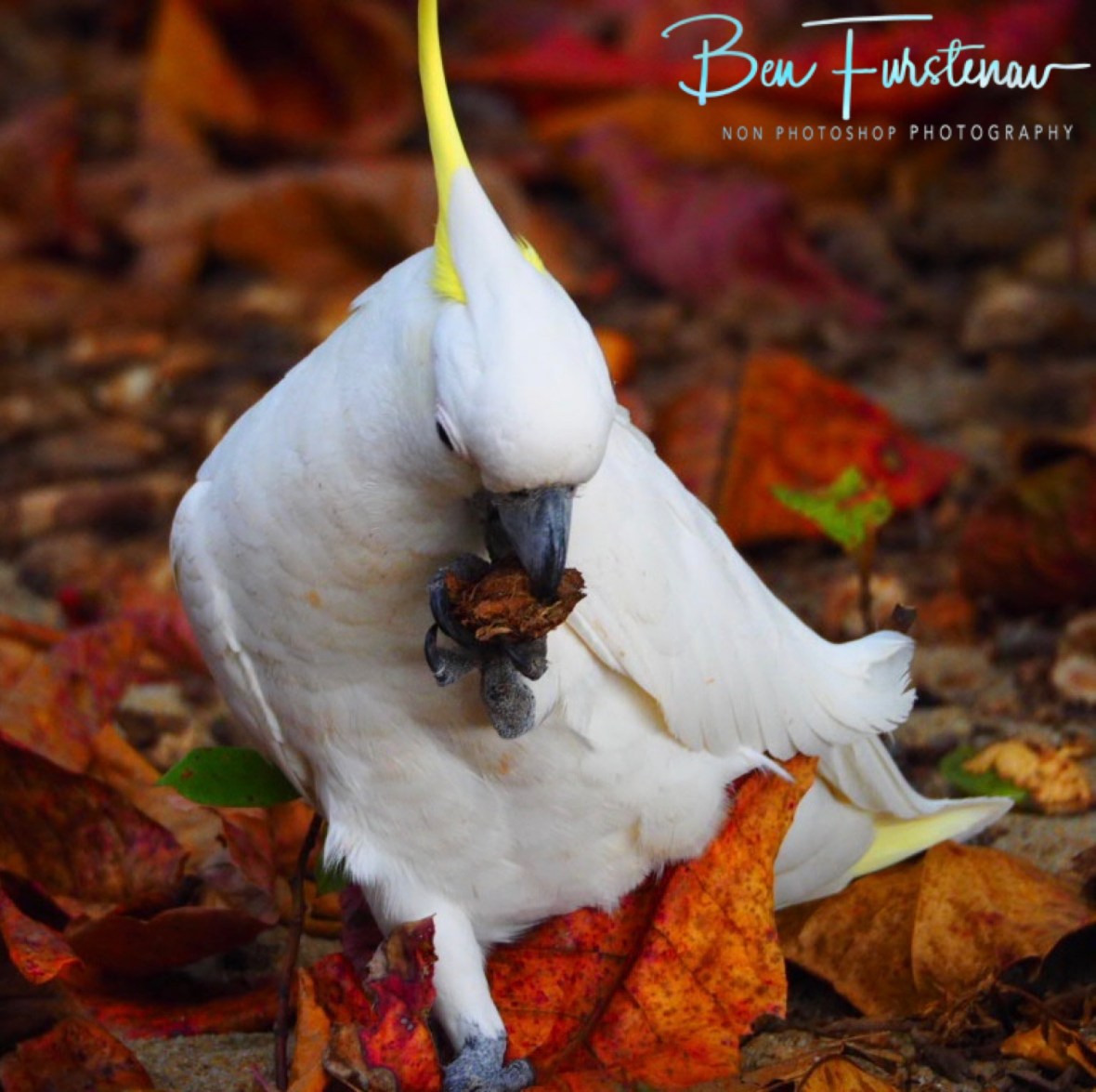 A lefty at Trinity Inlet, Cairns, Northern Queensland, Australia