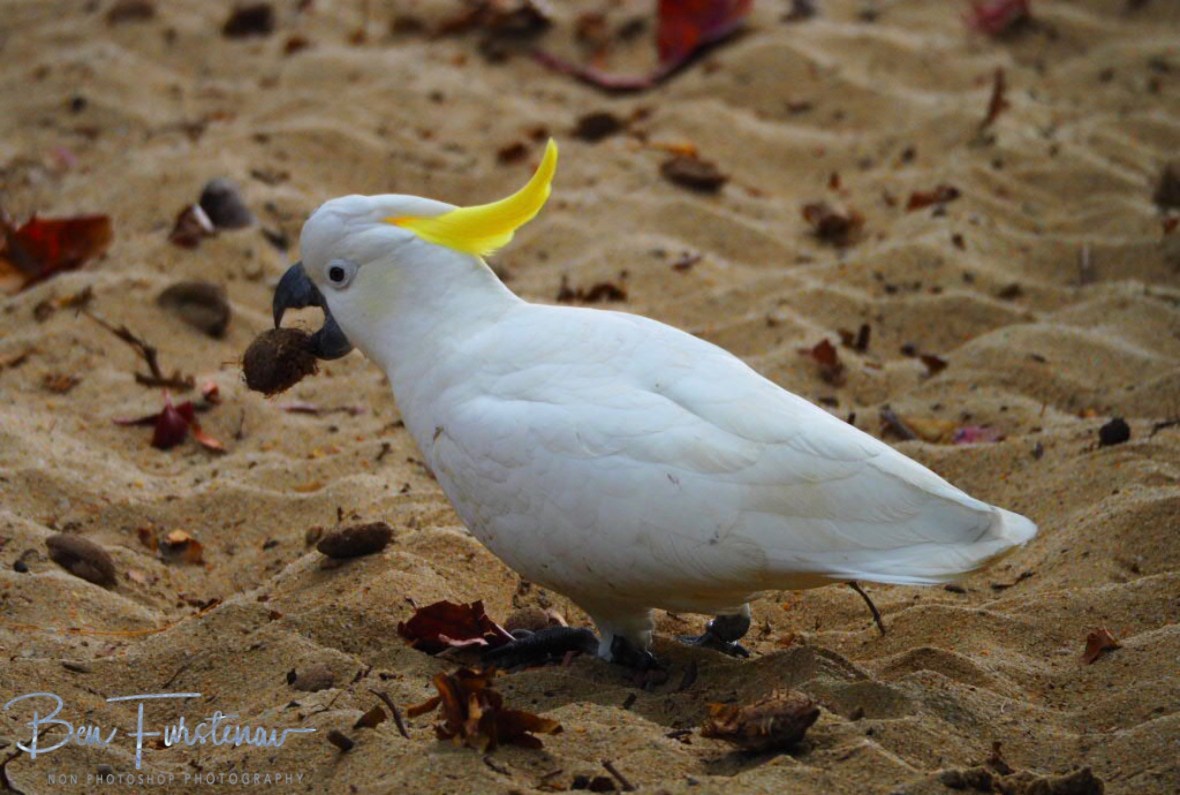 Surprise at Trinity Inlet, Cairns, Northern Queensland, Australia