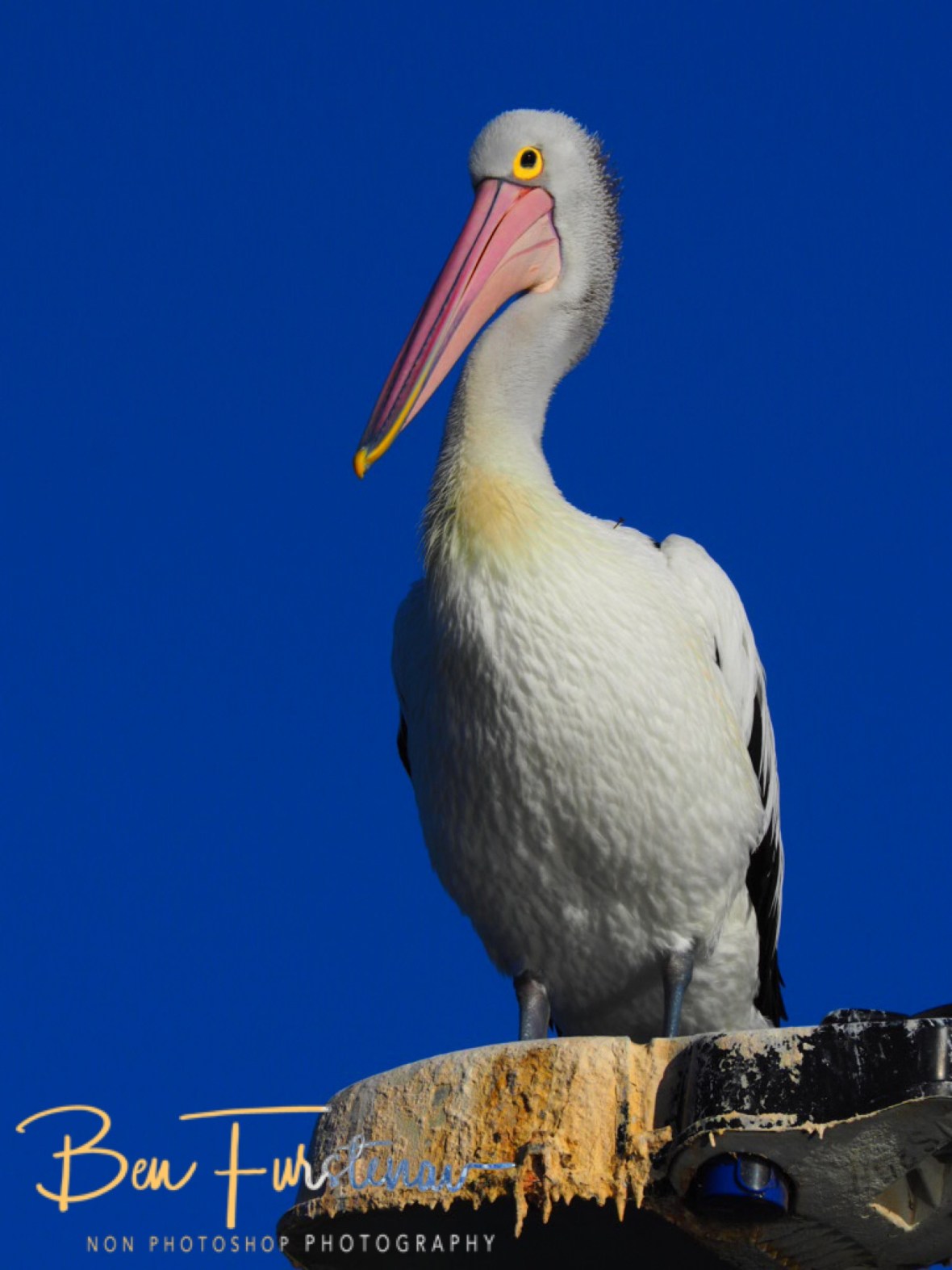 Are you shitting me?  at Evans Head, Northern New South Wales, Australia 