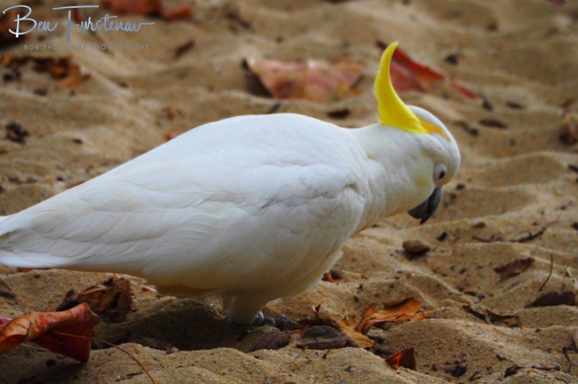 That’s more liking it! at Trinity Inlet, Cairns, Northern Queensland, Australia 