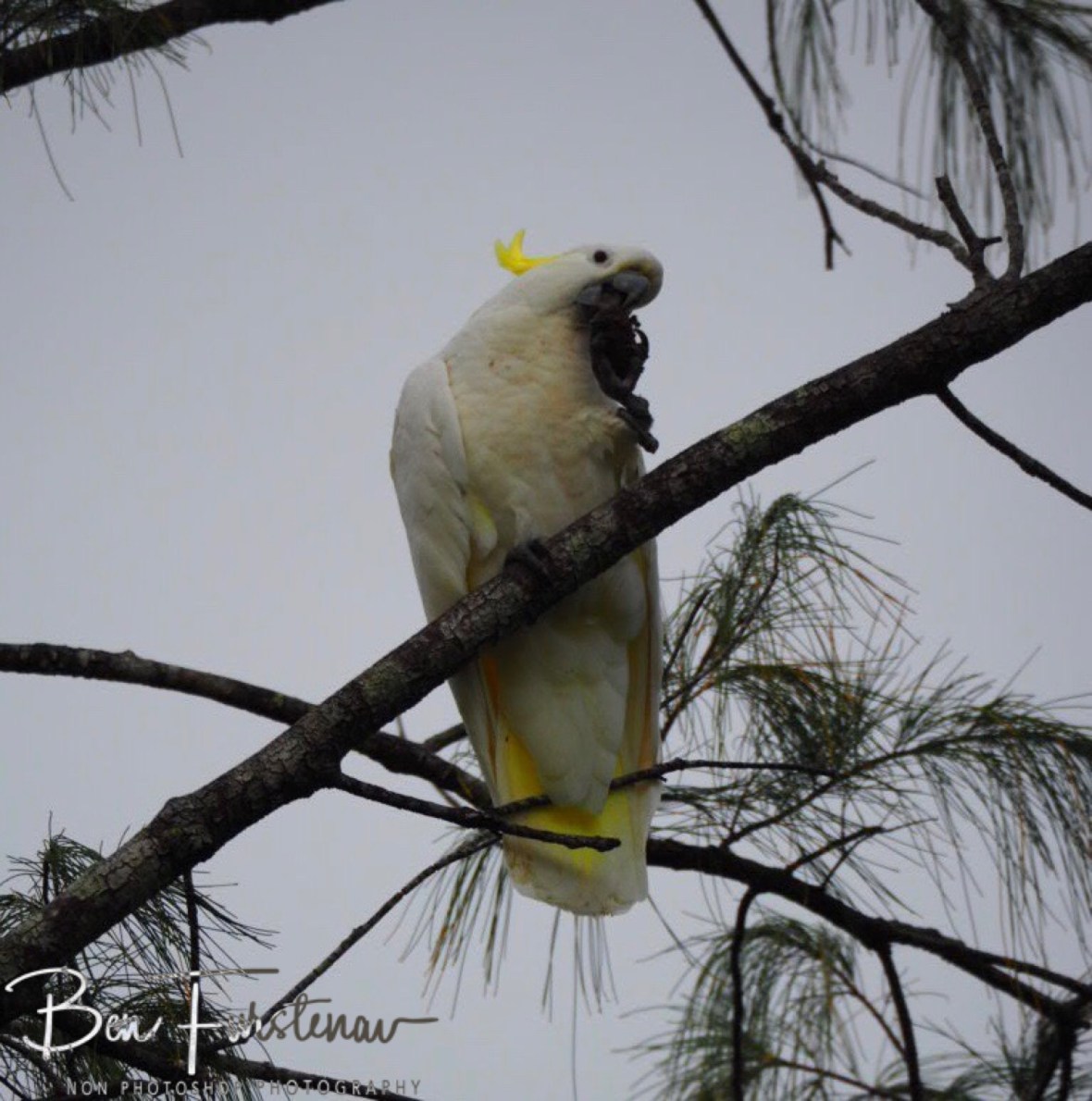 Parrot haven at Trinity Inlet, Cairns, Northern Queensland, Australia 