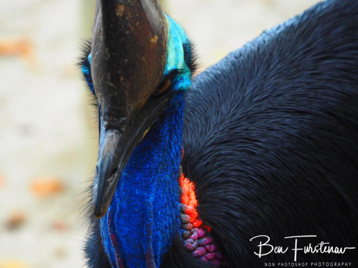 Pretty in pink? @ Etti Bay, Northern Tropical Queensland, Australia 