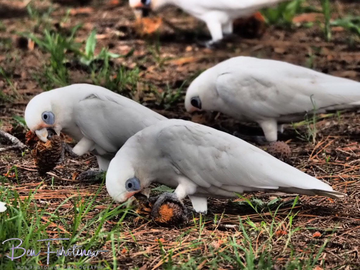 Feeding frenzy at Evans Head, Northern New South Wales, Australia 