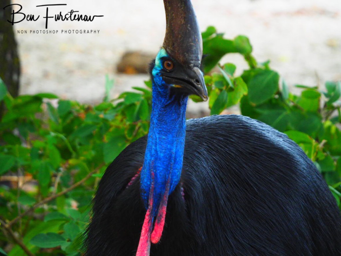 Potentially dangerous  @ Etti Bay, Northern Tropical Queensland, Australia 