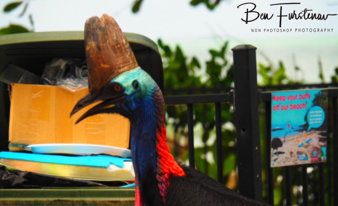 Overloaded @  Etti Bay, Northern Tropical Queensland, Australia 