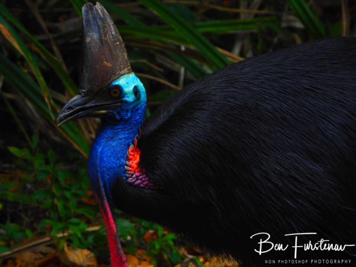 More then I bargained for @ Etti Bay, Northern Tropical Queensland, Australia 