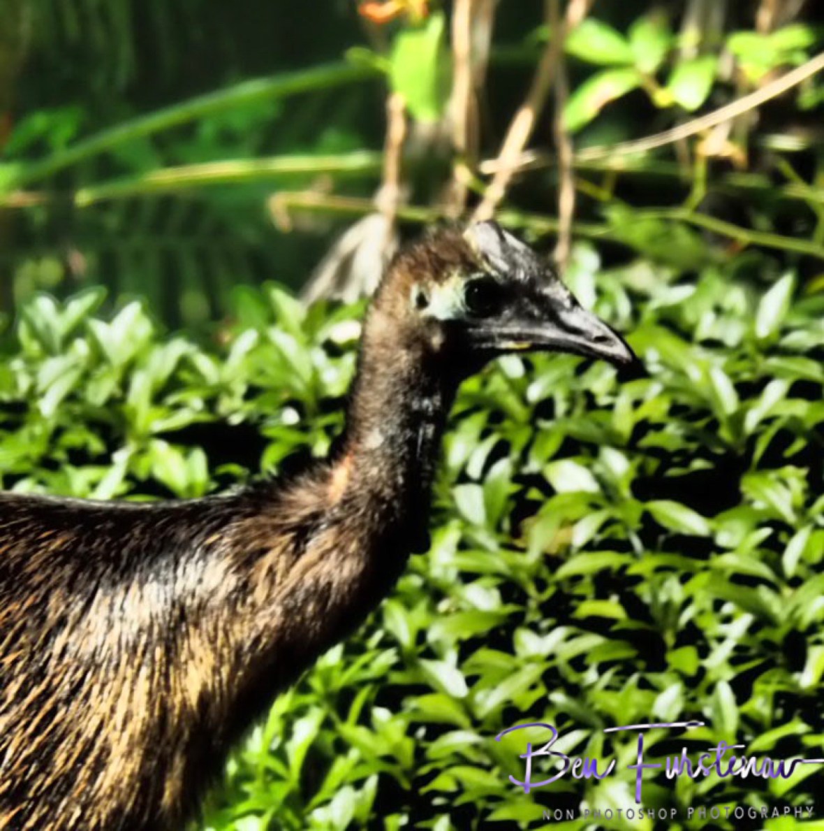 Not a pretty sight  @ Etti Bay, Tropical Northern Queensland, Australia  