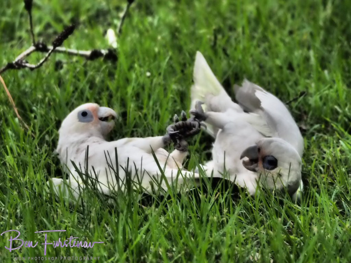 Evenly matched at Evans Head, Northern New South Wales, Australia 