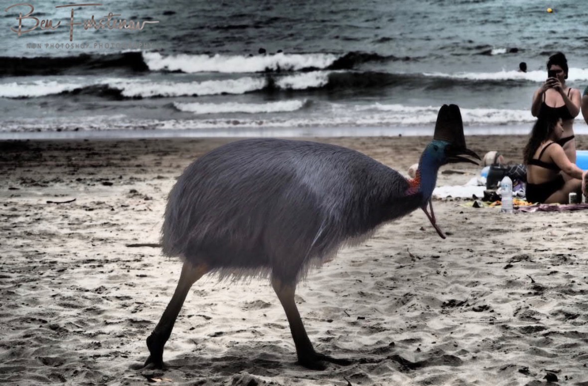 Where is the precious? @ Etti Bay, Tropical Northern Queensland, Australia 