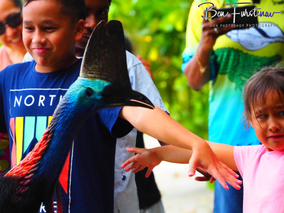Strange behaviour  @ Etti Bay, Tropical Northern Queensland, Australia 