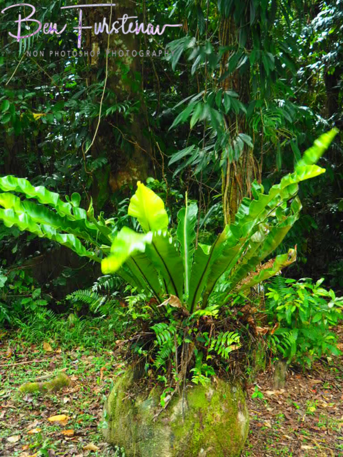 Living it up on the rocks at Babinda, Tropical Northern Queensland, Australia