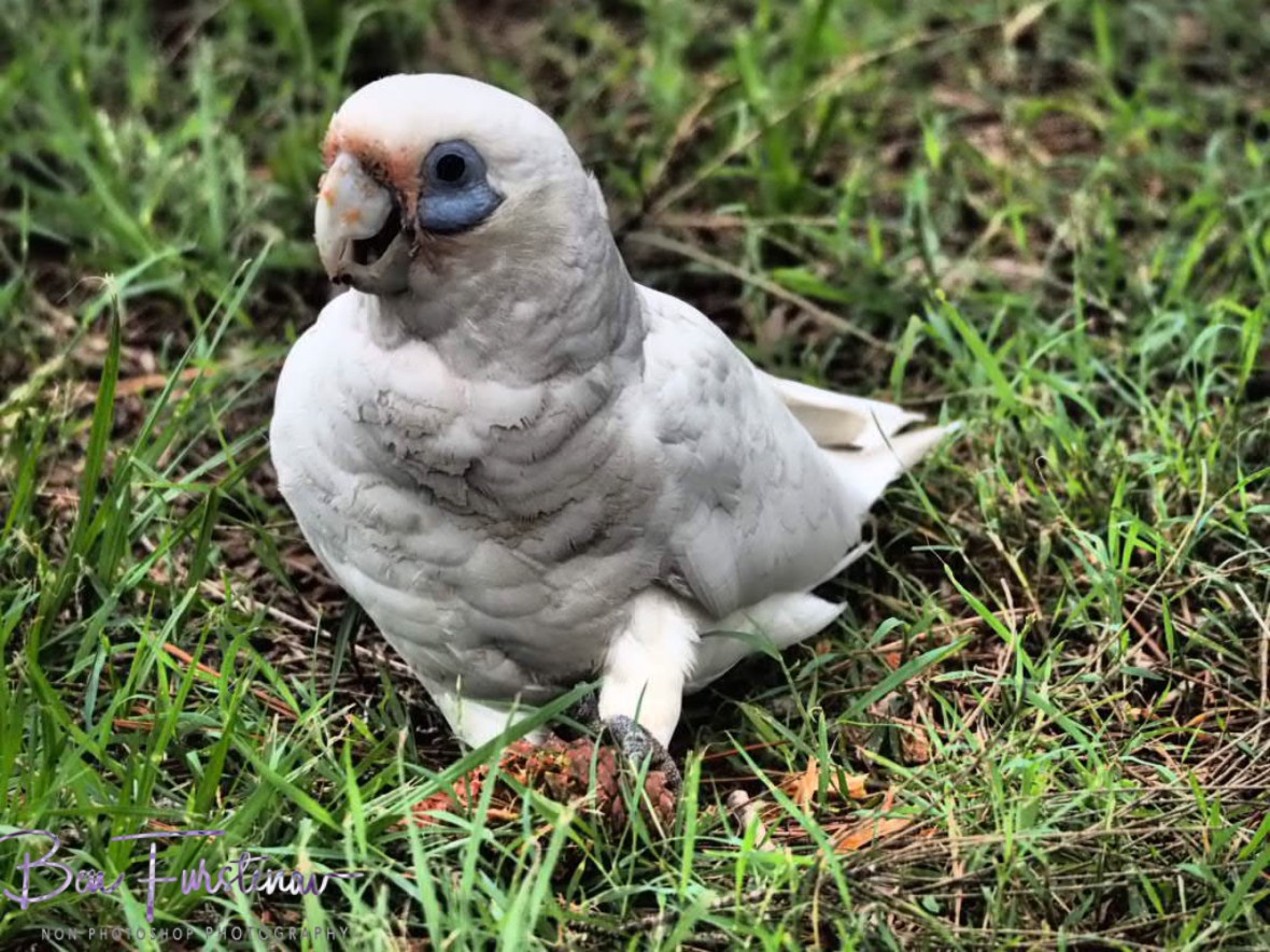 Where is my pine cone? at Evans Head, Northern New South Wales, Australia