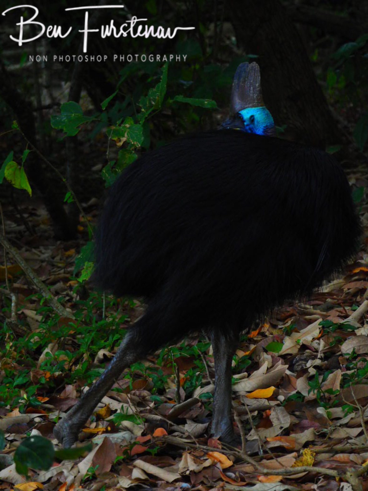 Did I overlook something? @ Etti Bay, Northern Tropical Queensland, Australia 