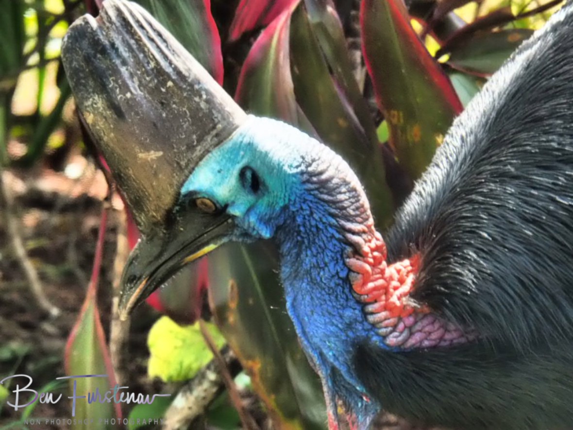 Bush scrubs @ Etti Bay, Northern Tropical Queensland, Australia 
