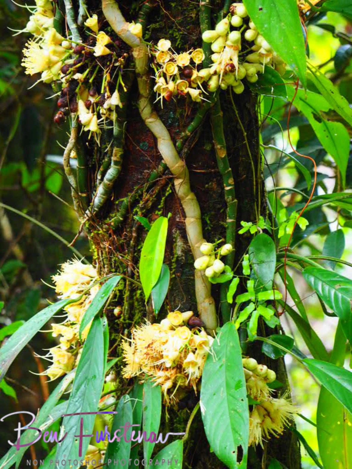 Fascinating floral display at Babinda, Tropical Northern Queensland, Australia 