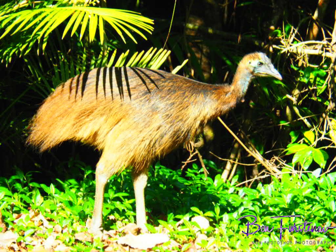 Bird’s eye view @ Etti Bay, Tropical Northern Queensland, Australia  