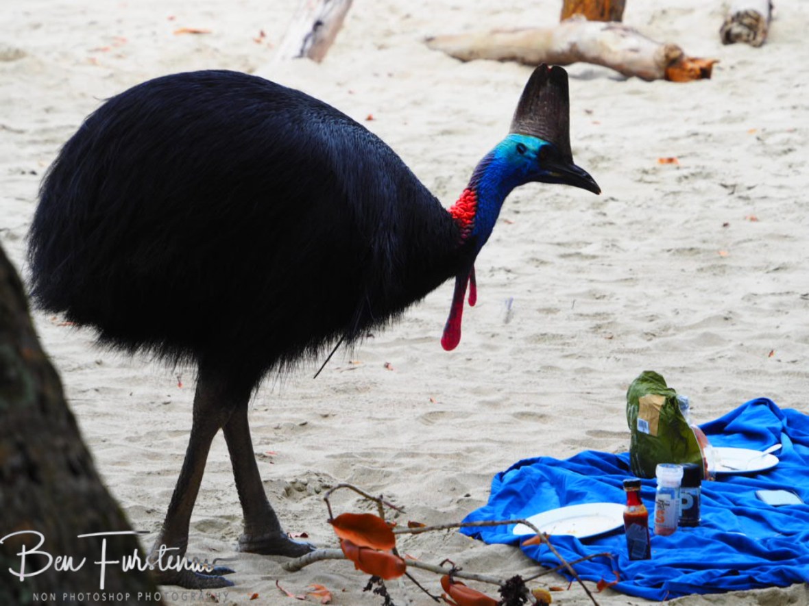 A banquet? @ Etti Bay, Northern Tropical Queensland, Australia 