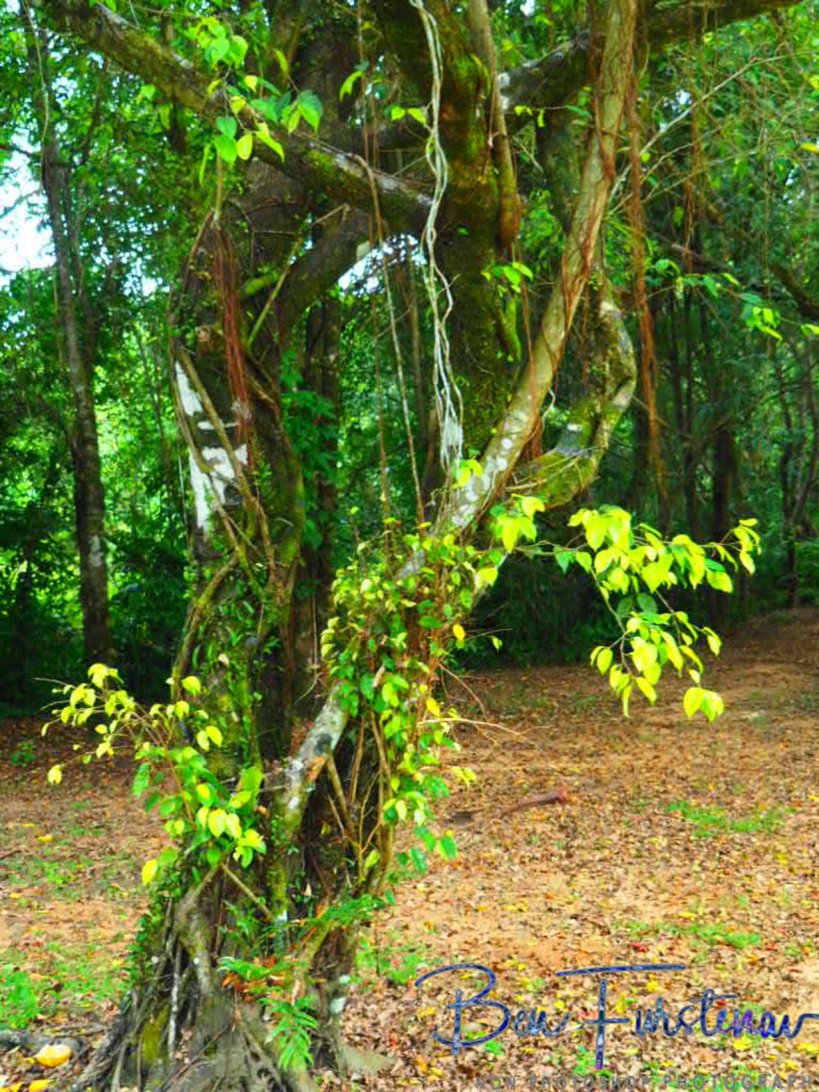 Camping area not far at Babinda, Tropical Northern Queensland, Australia 