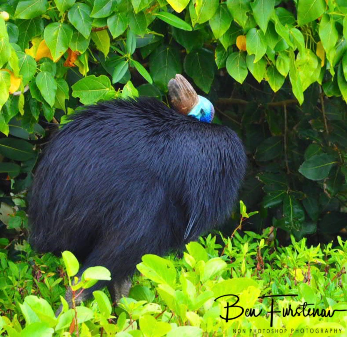 Frustrated @ Etti Bay, Northern Tropical Queensland, Australia 