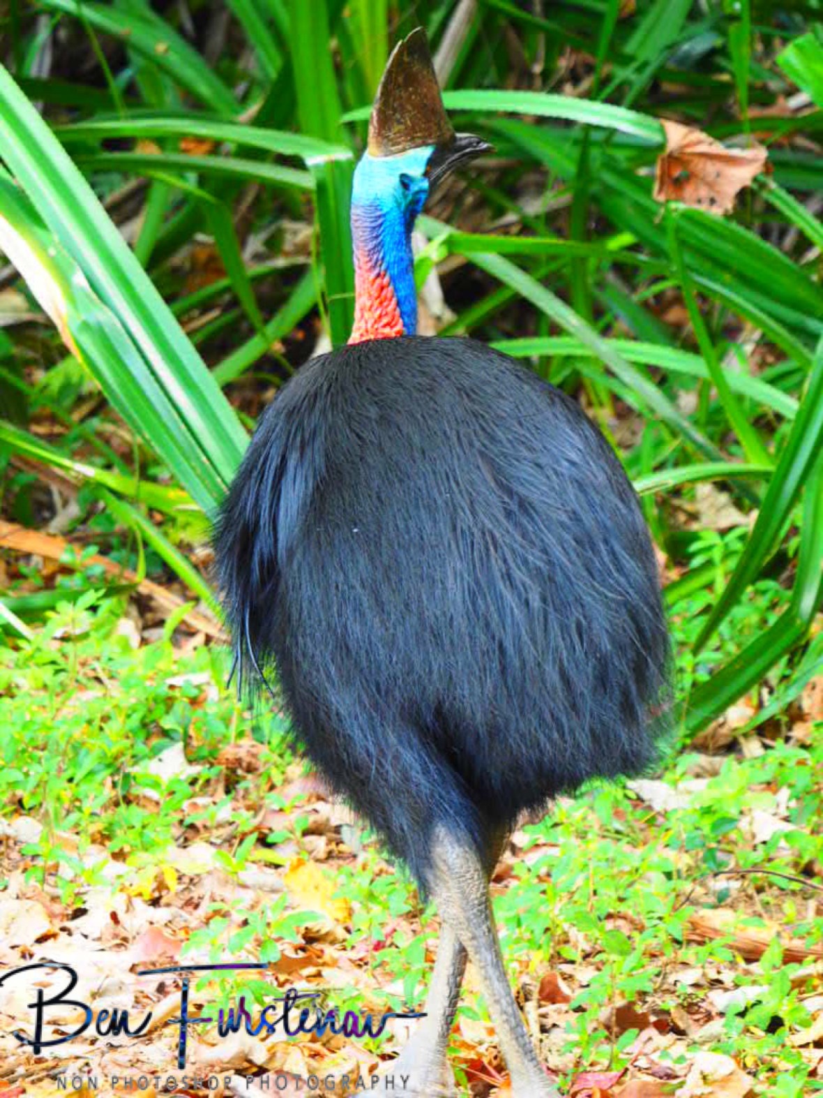 Overtaking in safe distance @ Etti Bay, Northern Tropical Queensland, Australia 