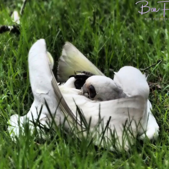 Feather decorations at Evans Head, Northern New South Wales, Australia