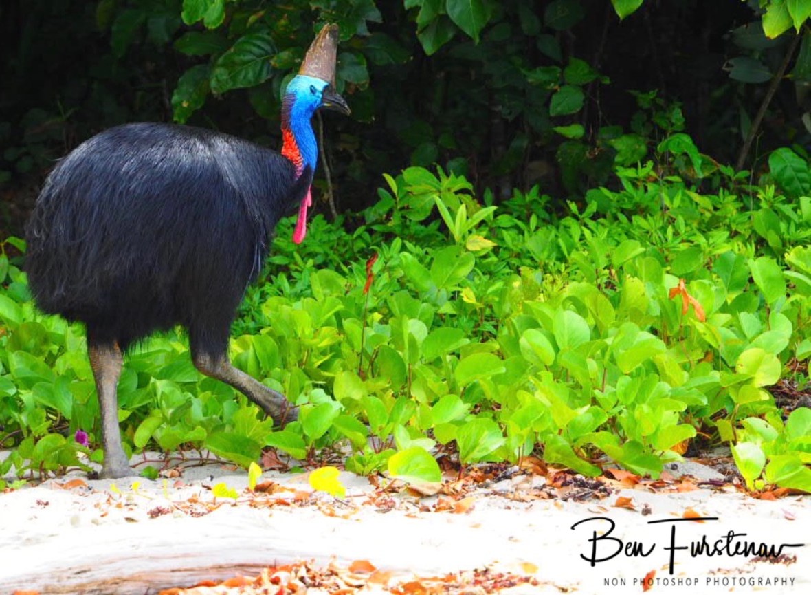 Casual and relaxed @ Etti Bay, Tropical Northern Queensland, Australia 