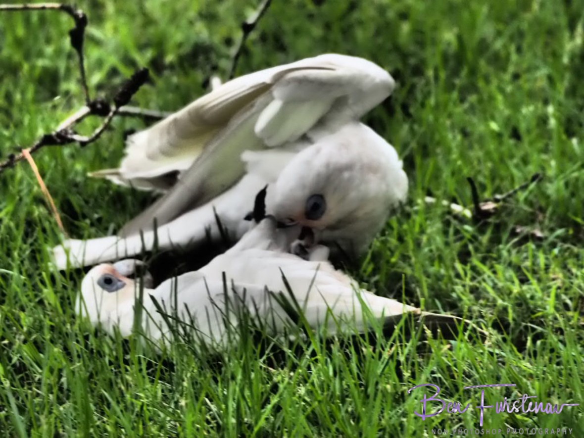 Tumbling in at Evans Head, Northern New South Wales, Australia 