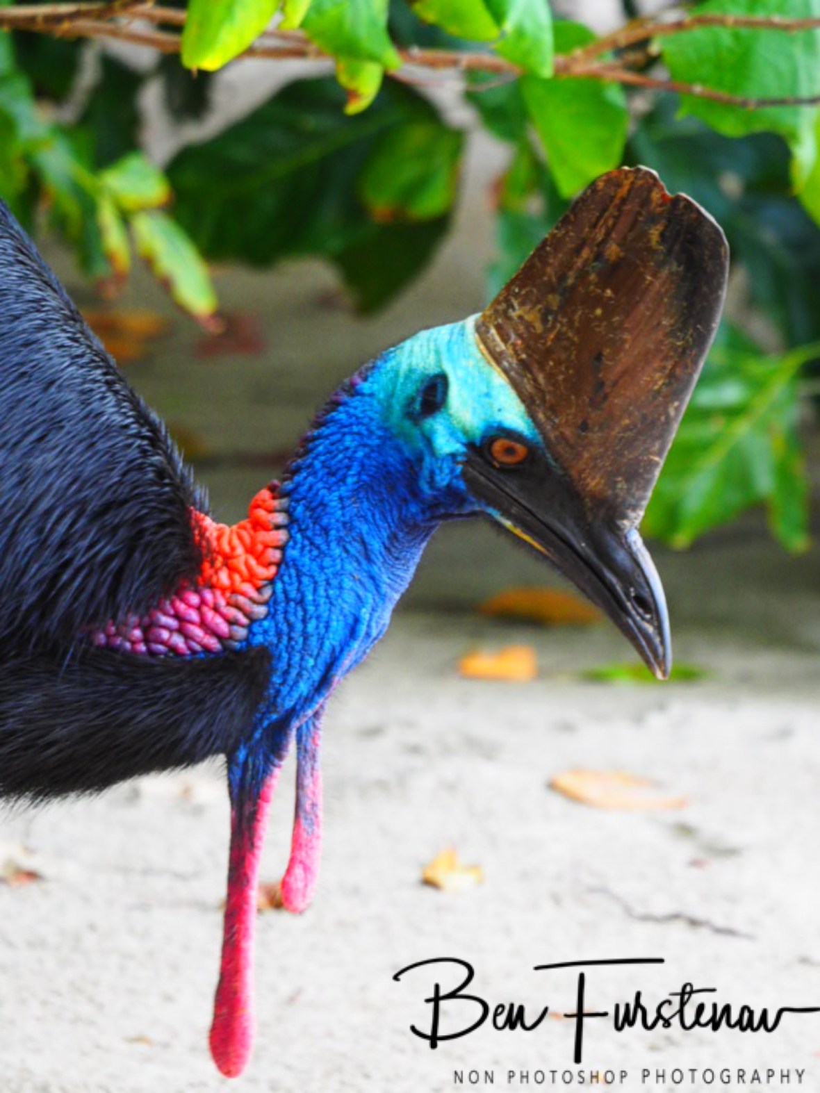 Nothing here either @ Etti Bay, Northern Tropical Queensland, Australia 