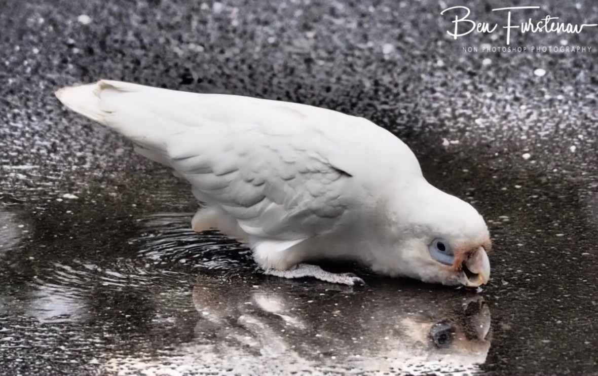Scooping drops with his beak  at Evans Head, Northern New South Wales, Australia 