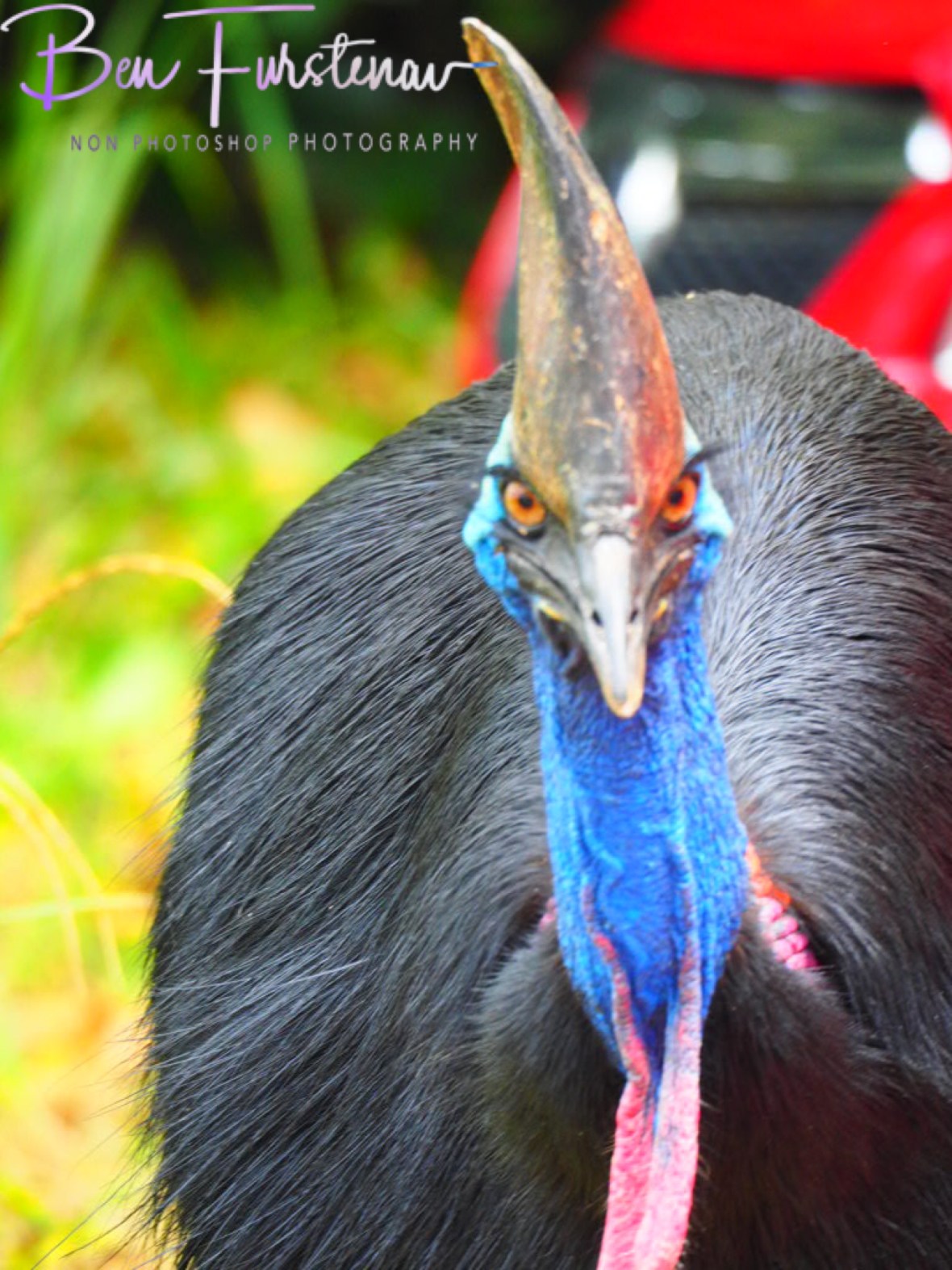Dodging in between cars @ Etti Bay, Northern Tropical Queensland, Australia 