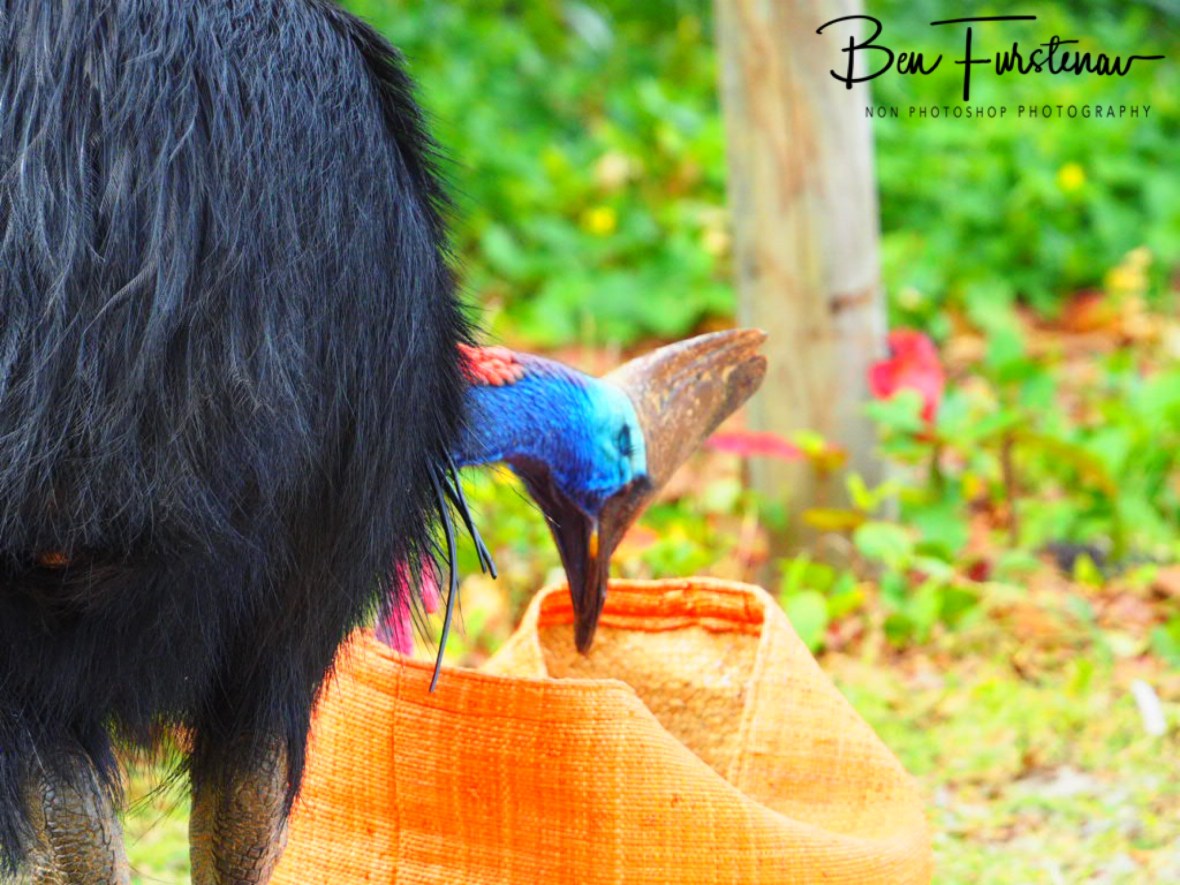 Not much to choose from either! @ Etti Bay, Northern Tropical Queensland, Australia 