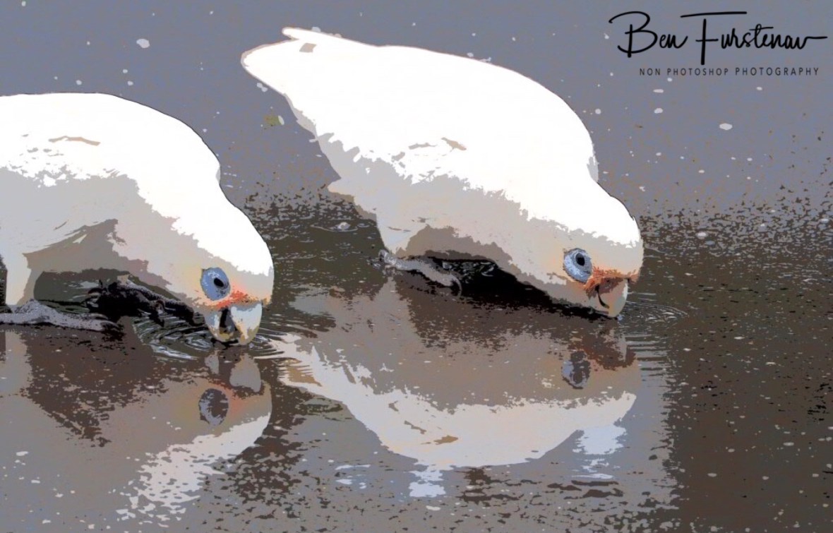 Mirror, mirror on the tar! at Evans Head, Northern New South Wales, Australia 