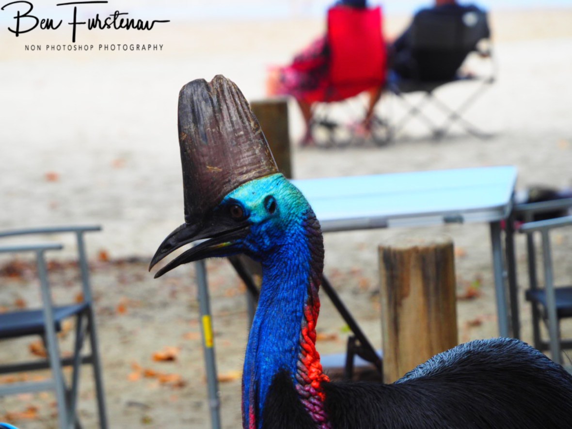 Unaware beach goers @ Etti Bay, Northern Tropical Queensland, Australia 
