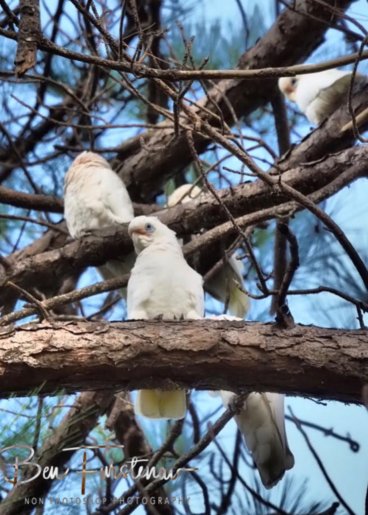 Sticking together  at Evans Head, Northern New South Wales, Australia 