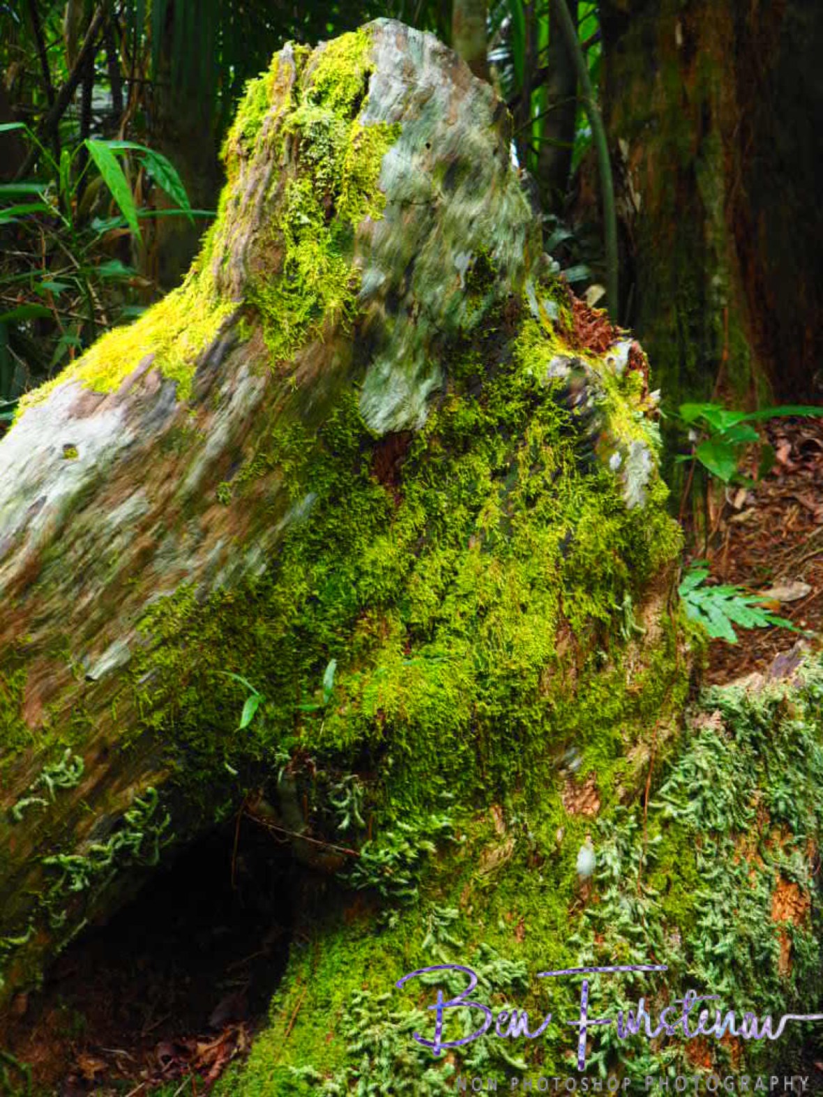Mammal campspot at Babinda, Tropical Northern Queensland, Australia 