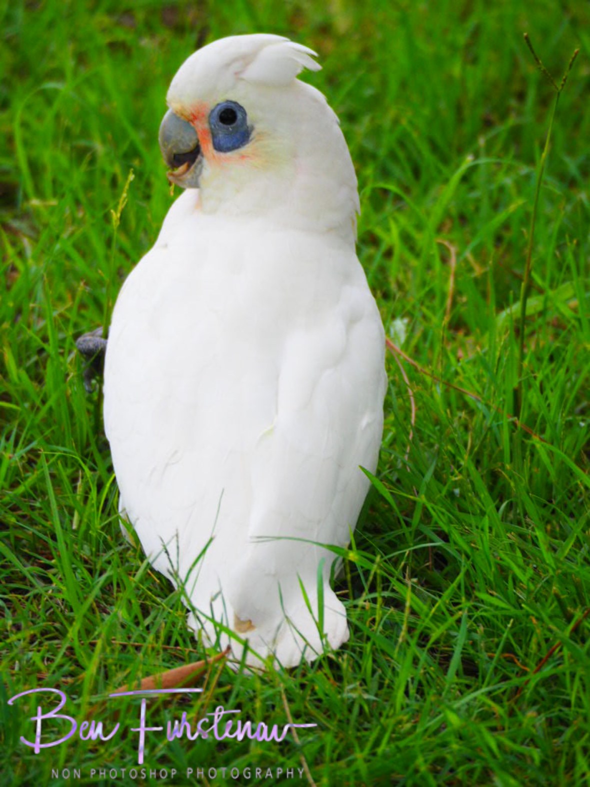 Clap along!  at Evans Head, Northern New South Wales, Australia 