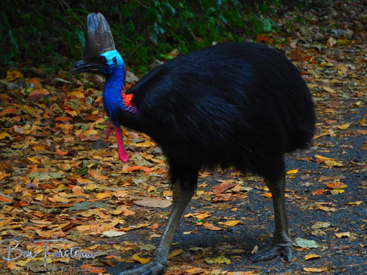Anxious moments @ Etti Bay, Northern Tropical Queensland, Australia 
