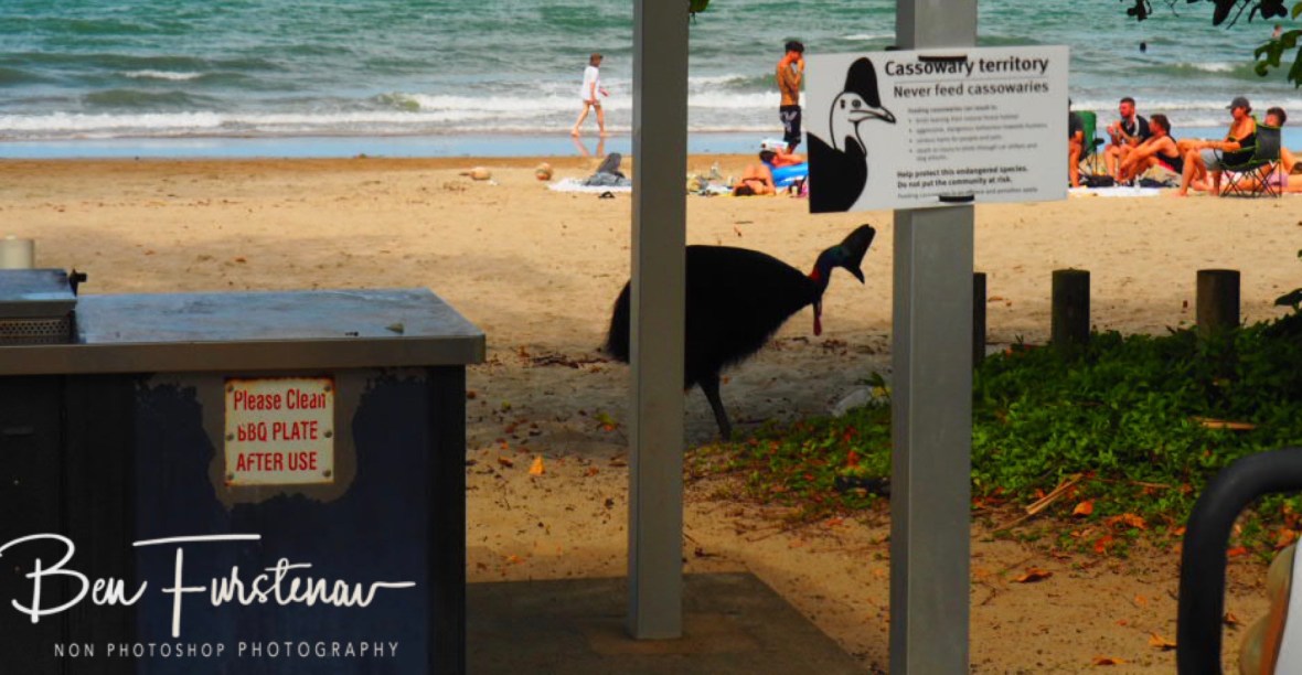 Lowered head @  Etti Bay, Northern Tropical Queensland, Australia 
