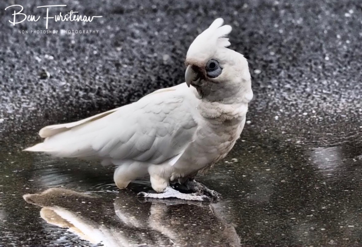 Who said that? at Evans Head, Northern New South Wales, Australia 
