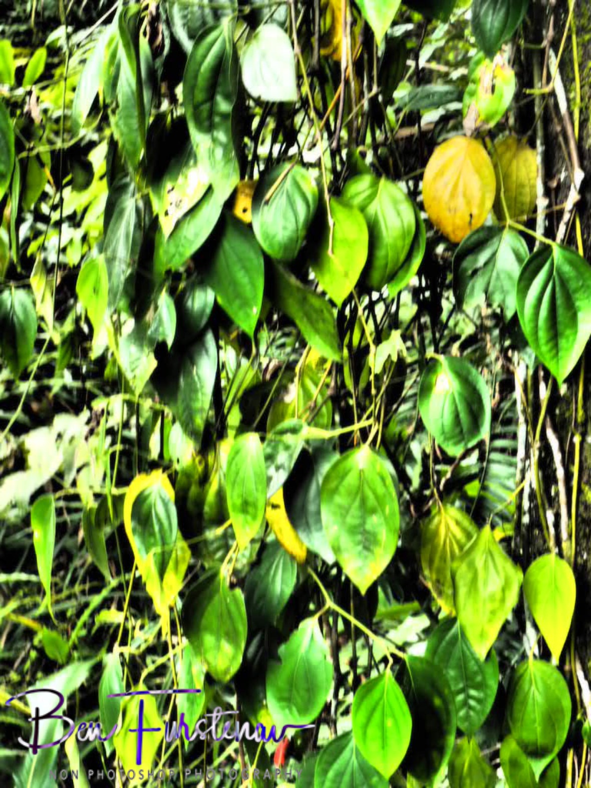 Leafy display at Babinda, Tropical Northern Queensland, Australia 