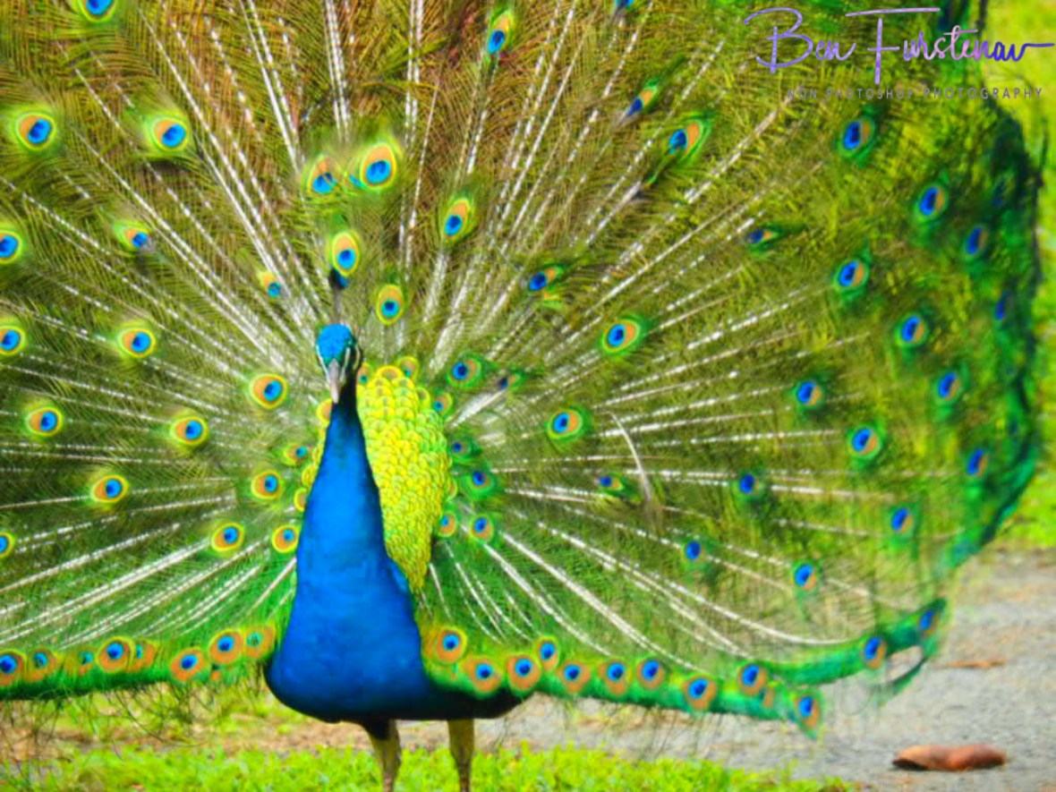 Peacock gala at Babinda, Tropical Northern Queensland, Australia 