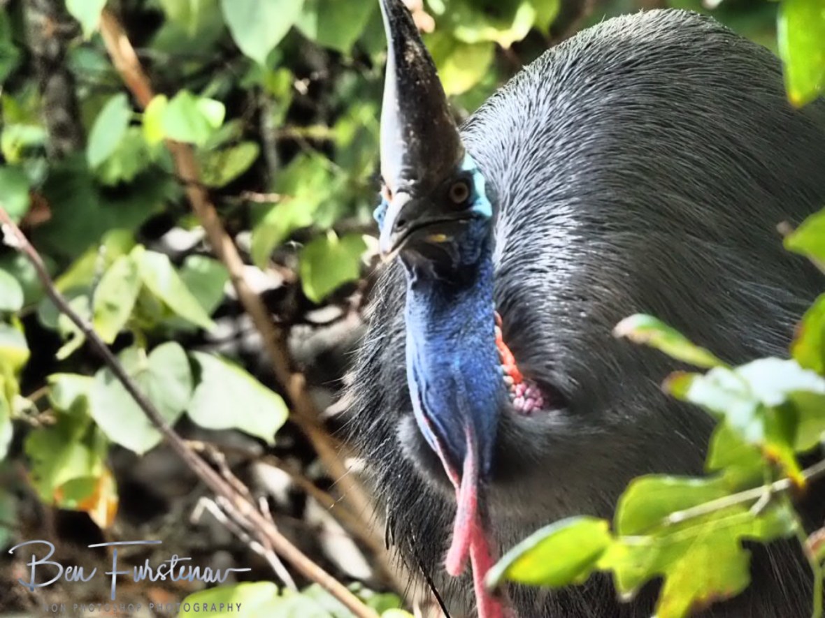 Cassowary shuffle @ Etti Bay, Tropical Northern Queensland, Australia 