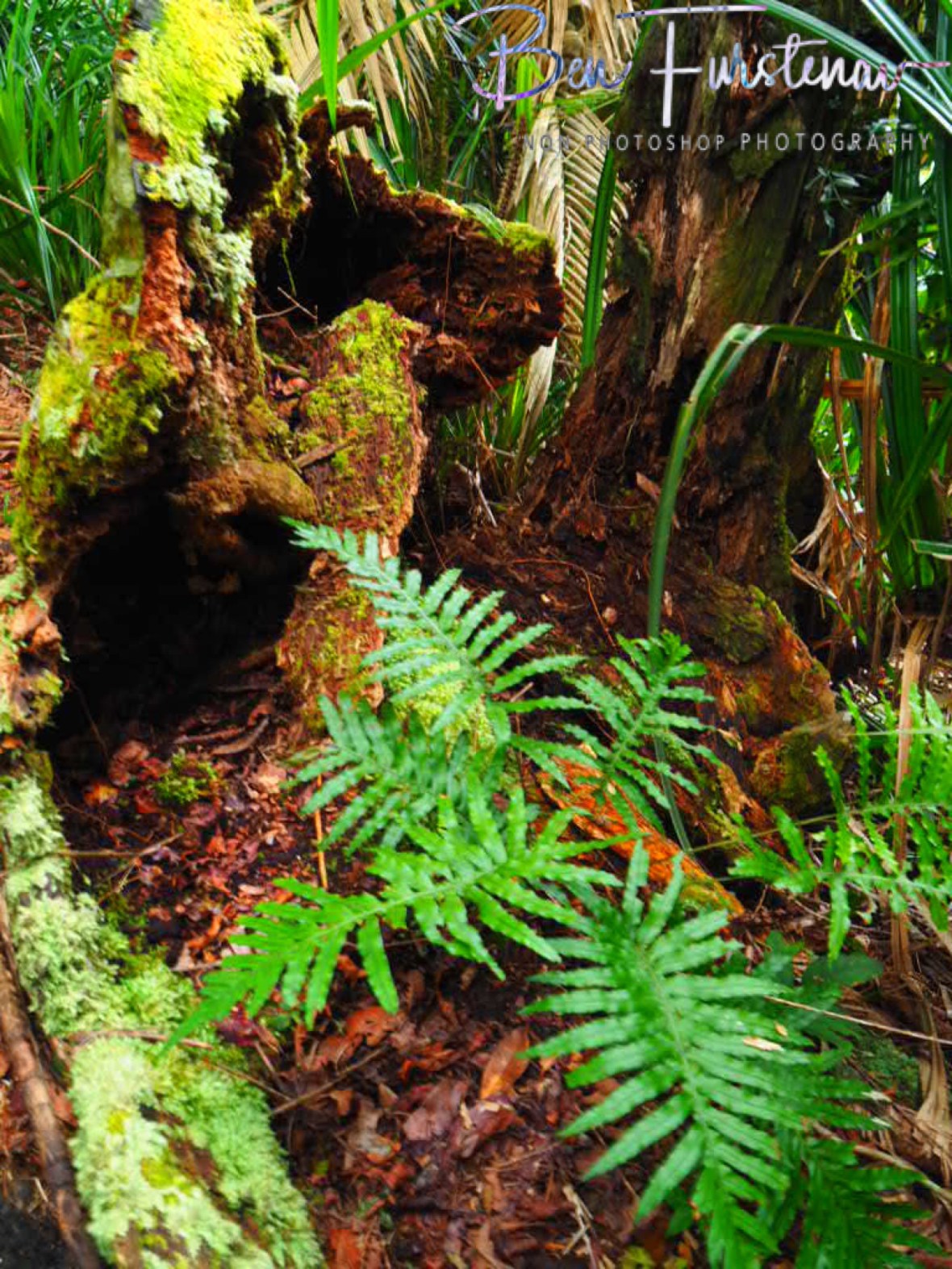 Forest housing at Babinda, Tropical Northern Queensland, Australia 
