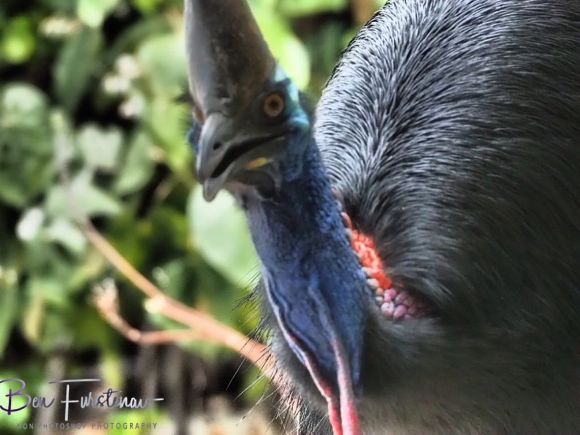 Coming closer @ Etti Bay, Tropical Northern Queensland, Australia 