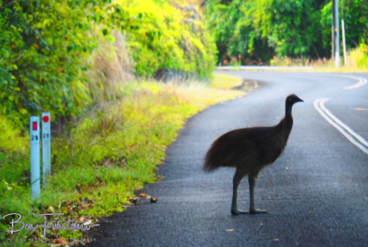 Why does the chicken cross the road? @ Etti Bay, Tropical Northern Queensland, Australia  