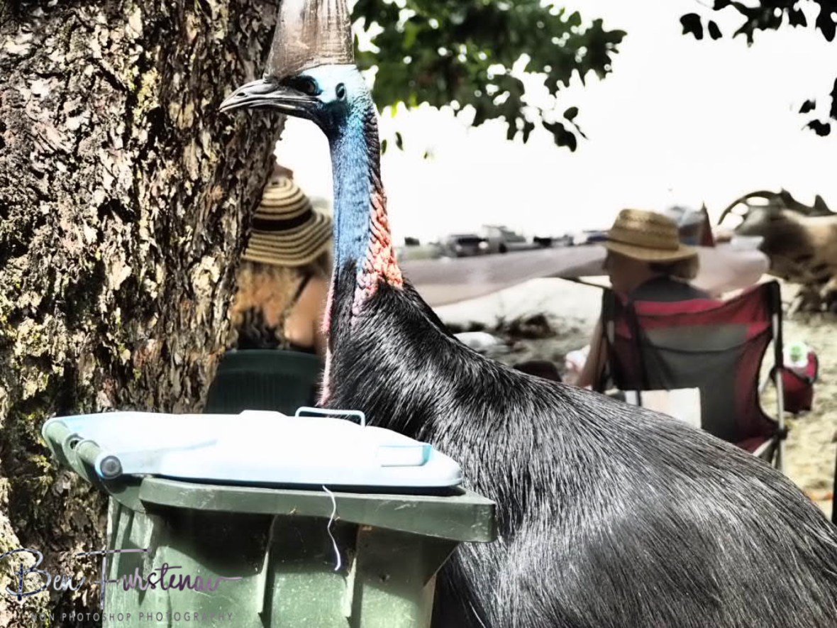 Who did close the lid? @ Etti Bay, Northern Tropical Queensland, Australia 