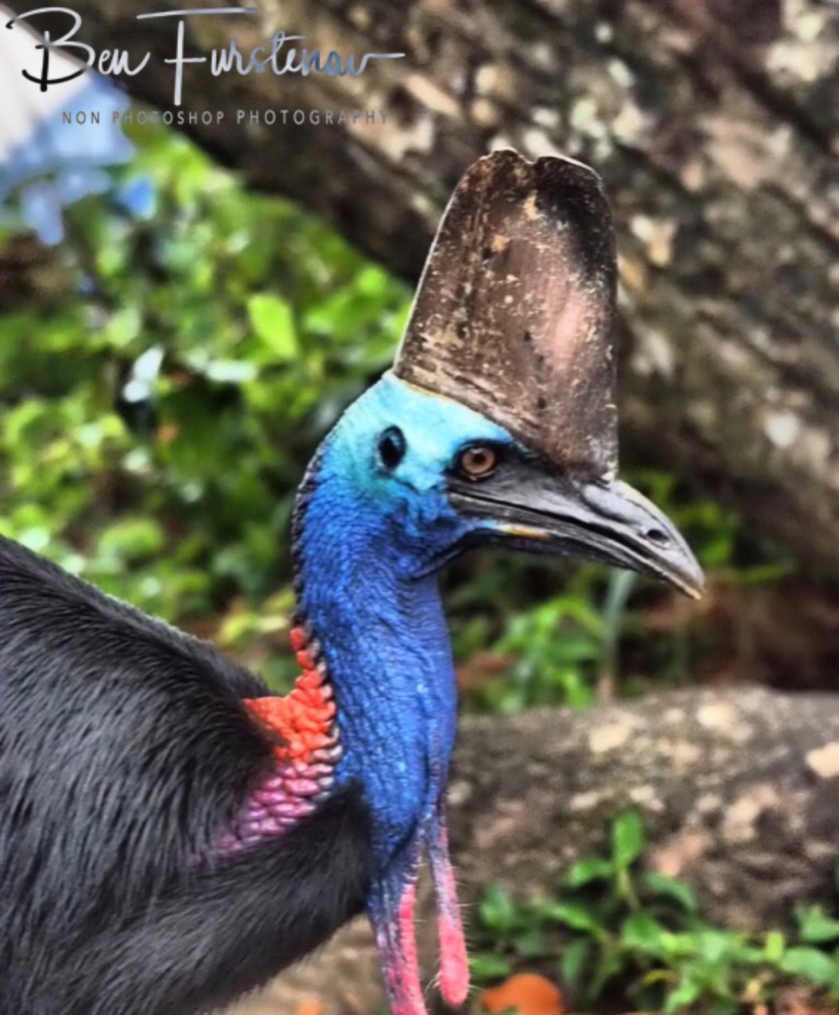 Colourful appearance @ Etti Bay, Northern Tropical Queensland, Australia 