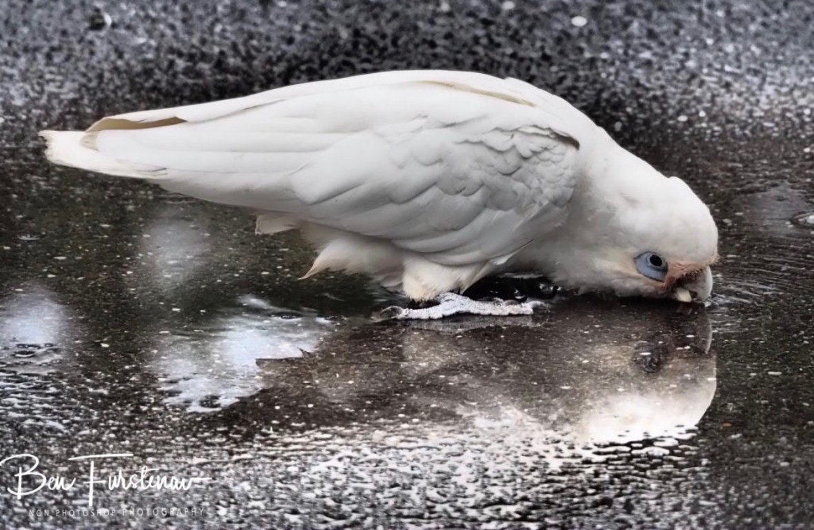 Kernel Carl feeling frisky at Evans Head, Northern New South Wales, Australia 