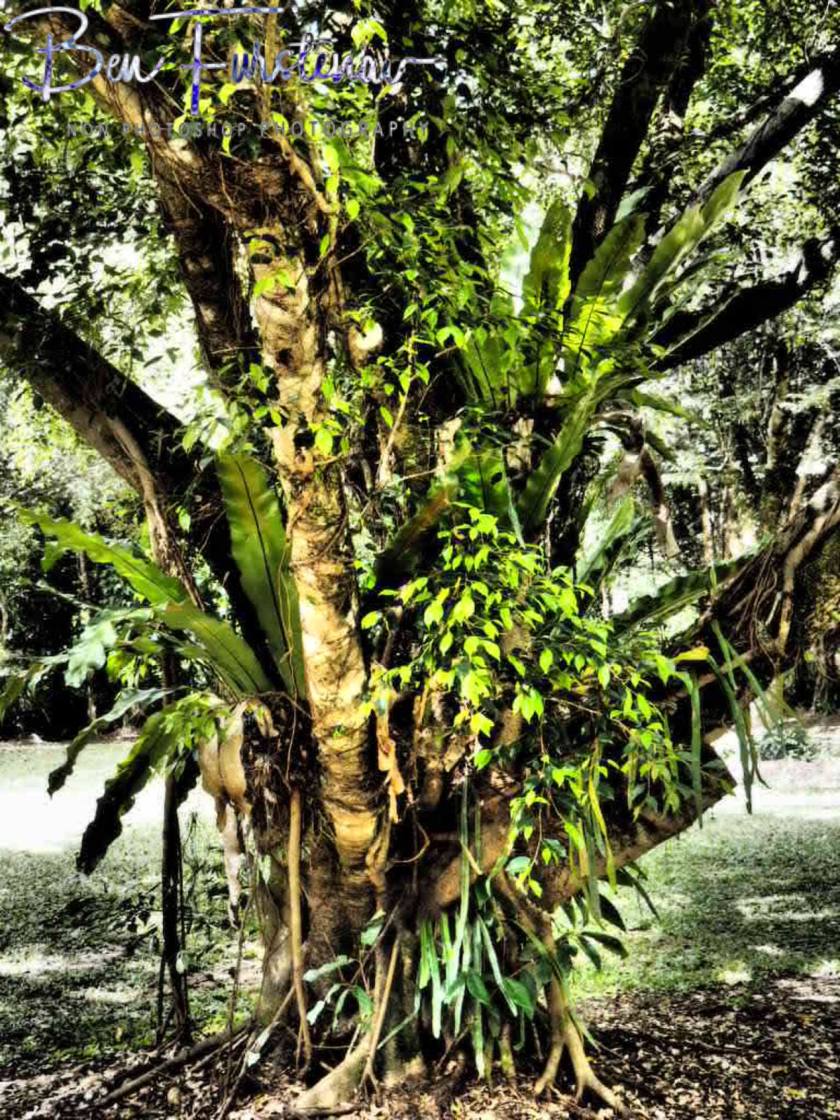 Natural life support at Babinda, Tropical Northern Queensland, Australia 